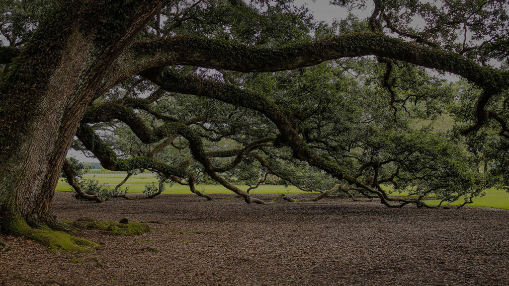 Lakeland Tree Pruning