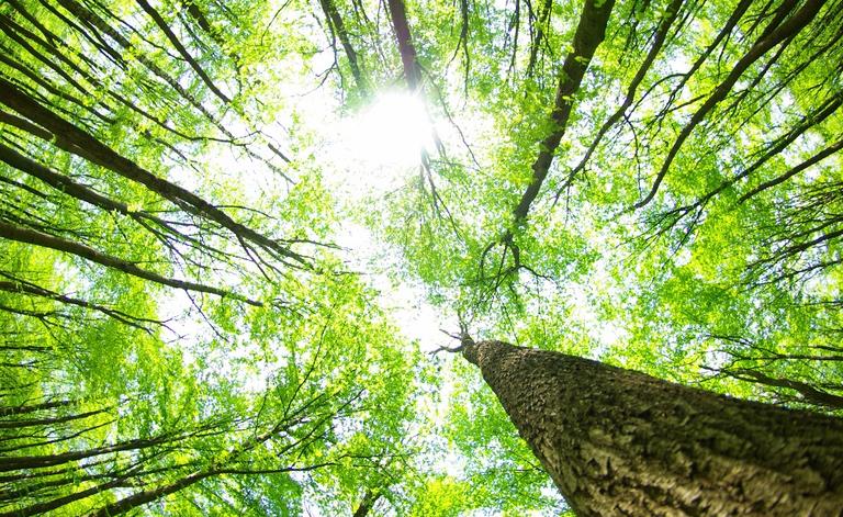 Lakeland Tree Service