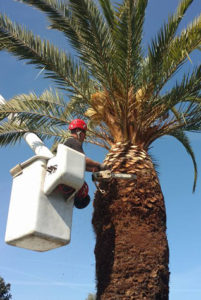 tree service