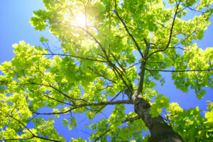 Highland City Tree Trimming