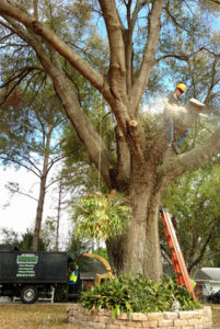 Lakeland Tree Trimming