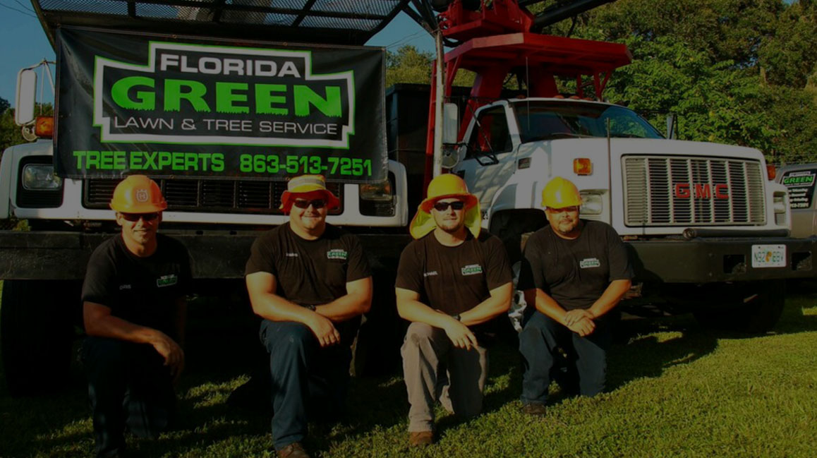 Tree Removal Lakeland