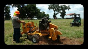 tree service Lakeland