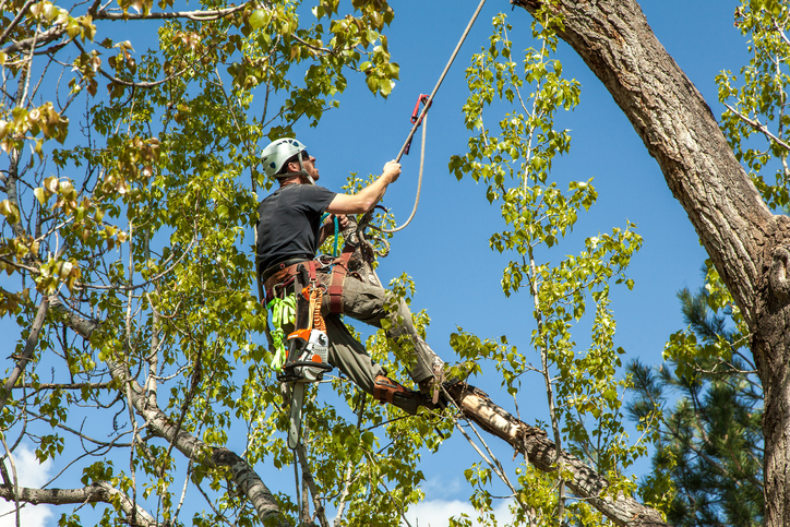 Lakeland Tree Service