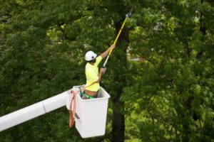 Mulberry Tree Service