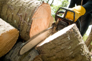 Lakeland Tree Removal