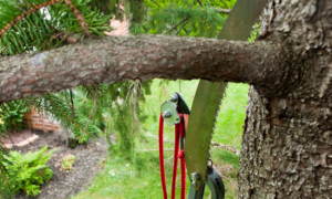 Lakeland Tree Trimming
