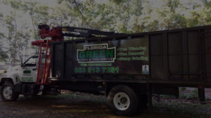 Highland City tree removal