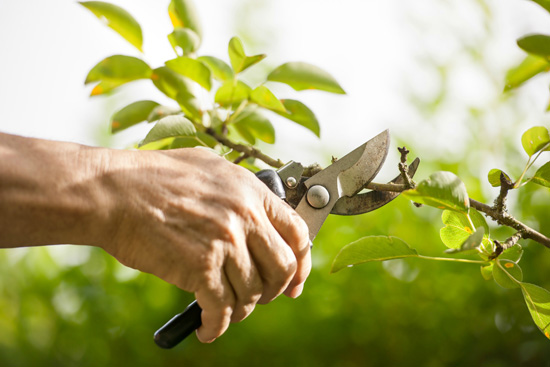 Lakeland Tree Pruning