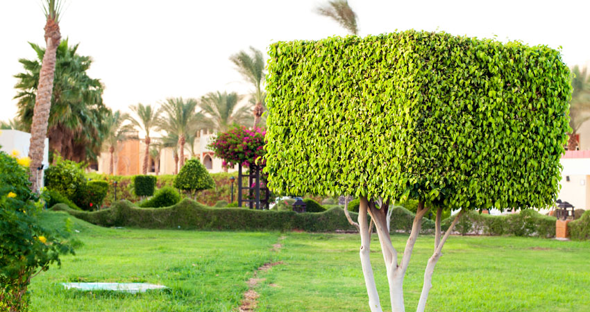 Highland City Tree Service