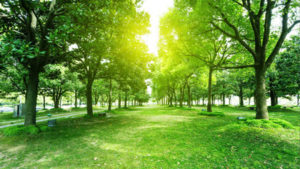 Highland City Tree Service