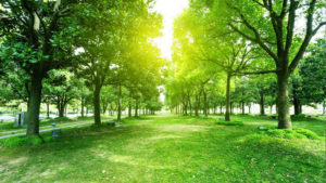 Lakeland Tree Service