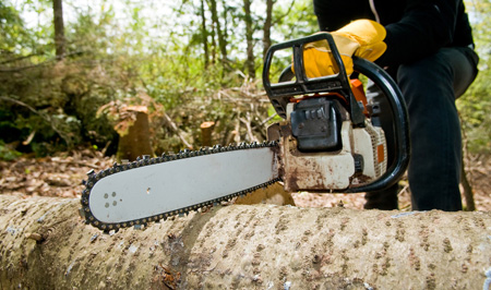 Highland City Tree Removal