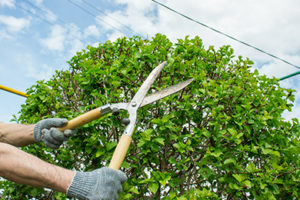 Highland City Tree Trimming