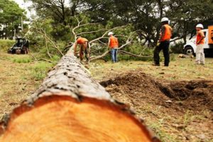 Mulberry Tree Removal