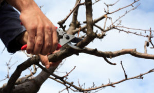 Lakeland Tree Trimming