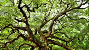 Lakeland Tree Service