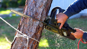 Highland City Tree Service