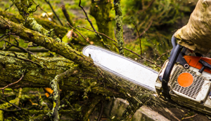 Lakeland Tree Service