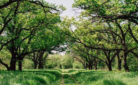 Lakeland Tree Service