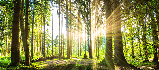 Lakeland Tree Service