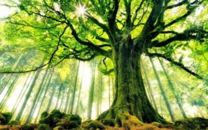 Highland City Tree Service