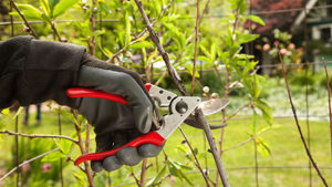 Lakeland Tree Trimming