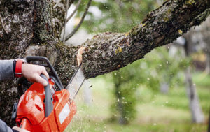 Mulberry Tree Removal