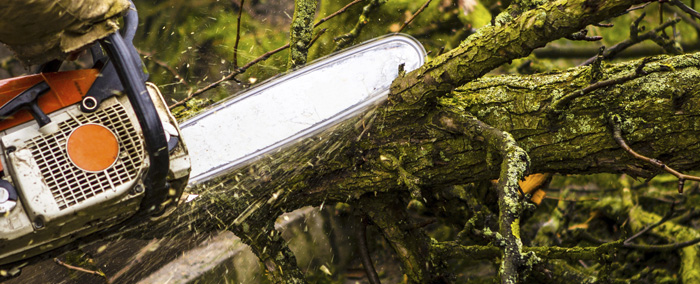 Highland City Tree Trimming