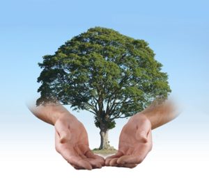 Highland City Tree Service