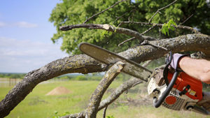Highland City Tree Removal