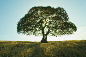 Bartow Tree Trimming
