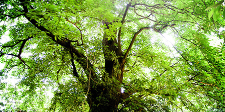 Tree Service