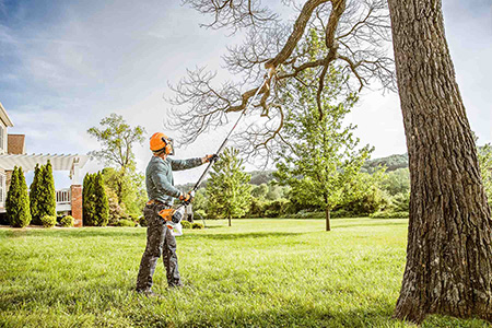 Lakeland Tree Trimming