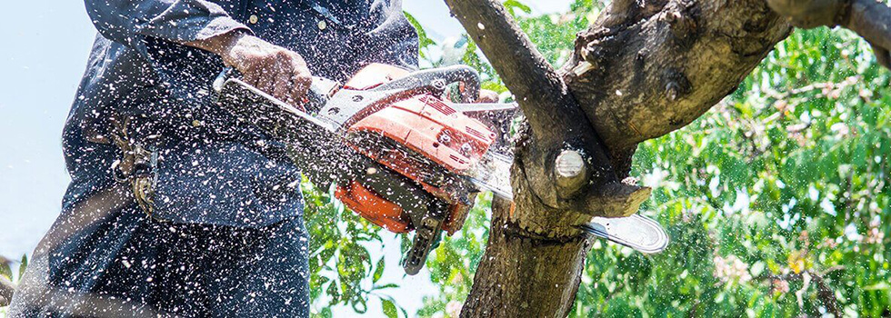 Bartow Tree Trimming