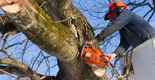 Avon Park Tree Removal