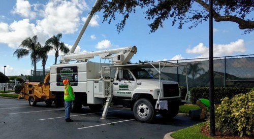 Lakeland Tree Removal