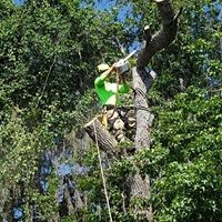 Lakeland Tree Trimming