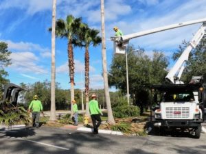 Lakeland Tree Trimming