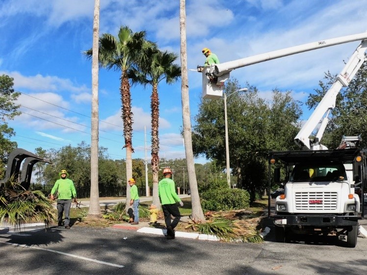 Lakeland Tree Trimming