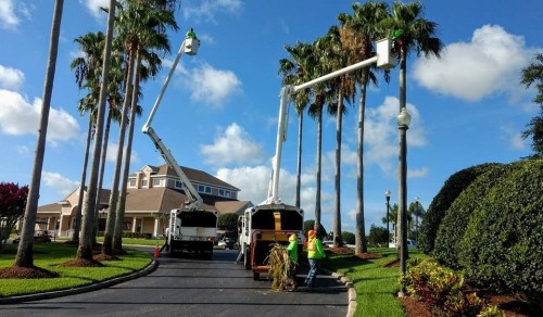 Lakeland Tree Trimming