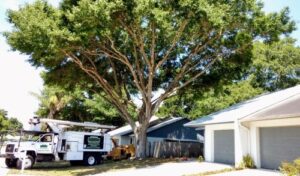 Lakeland Tree Service