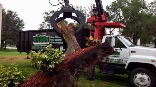 Avon Park Tree Removal