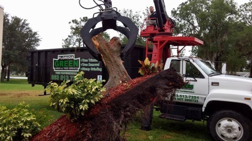 Highland City Tree Removal