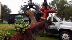 Avon Park Tree Removal