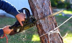 Mulberry Tree Service