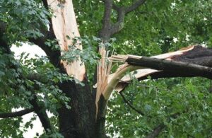Lakeland Tree Removal