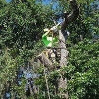 Highland City Tree Trimming