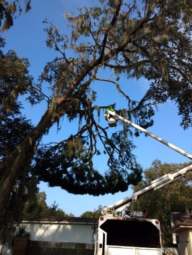 Highland City Tree Trimming