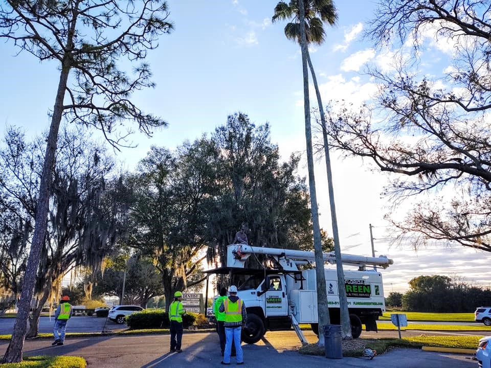Highland City Tree Trimming